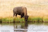 USNW1180967 Amerikaanse bizon / Bison bison bison