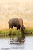 USNW1180968 Amerikaanse bizon / Bison bison bison