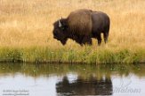 USNW1180993 Amerikaanse bizon / Bison bison bison