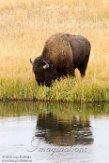USNW1180998 Amerikaanse bizon / Bison bison bison