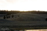 USNW1181464 Hayden Valley