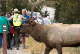 USNW1181158 Rocky Mountain-wapiti / Cervus canadensis nelsoni