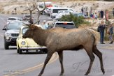 USNW1181159 Rocky Mountain-wapiti / Cervus canadensis nelsoni