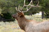 USNW1181162 Rocky Mountain-wapiti / Cervus canadensis nelsoni