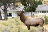 USNW1181166 Rocky Mountain-wapiti / Cervus canadensis nelsoni
