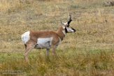USNW1181338 pronghorn / Antilocapra americana americana