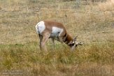 USNW1181348 pronghorn / Antilocapra americana americana