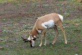 USNW1181349 pronghorn / Antilocapra americana americana