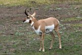 USNW1181353 pronghorn / Antilocapra americana americana