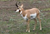USNW1181356 pronghorn / Antilocapra americana americana