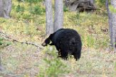 USNW1181367 Amerikaanse zwarte beer / Ursus americanus