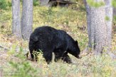 USNW1181370 Amerikaanse zwarte beer / Ursus americanus
