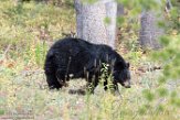 USNW1181373 Amerikaanse zwarte beer / Ursus americanus