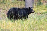 USNW1181378 Amerikaanse zwarte beer / Ursus americanus