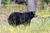 USNW1181382 Amerikaanse zwarte beer / Ursus americanus