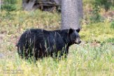 USNW1181387 Amerikaanse zwarte beer / Ursus americanus