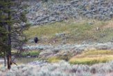 USNW1181850 grizzlybeer / Ursus arctos horribilis, coyote / Canis latrans