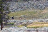 USNW1181851 grizzlybeer / Ursus arctos horribilis, coyote / Canis latrans