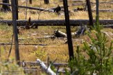 USNW1182096 grizzlybeer / Ursus arctos horribilis
