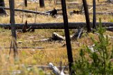 USNW1182105 grizzlybeer / Ursus arctos horribilis
