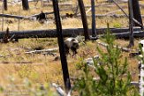 USNW1182127 grizzlybeer / Ursus arctos horribilis