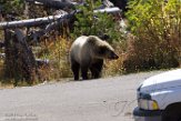 USNW1182139 grizzlybeer / Ursus arctos horribilis