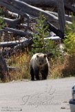 USNW1182142 grizzlybeer / Ursus arctos horribilis