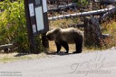 USNW1182145 grizzlybeer / Ursus arctos horribilis