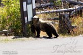 USNW1182151 grizzlybeer / Ursus arctos horribilis