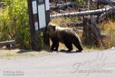 USNW1182153 grizzlybeer / Ursus arctos horribilis