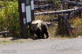 USNW1182155 grizzlybeer / Ursus arctos horribilis