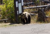 USNW1182157 grizzlybeer / Ursus arctos horribilis