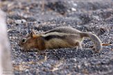 USNW1181636 mantelgrondeekhoorn / Callospermophilus lateralis