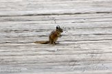 USNW1181821 kleine chipmunk / Tamias minimus