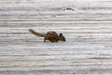 USNW1181826 kleine chipmunk / Tamias minimus