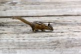 USNW1181829 kleine chipmunk / Tamias minimus