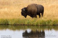 Bisons