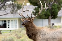 Other Ungulates