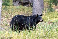 Yellowstone NP